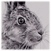 Leveret drawing